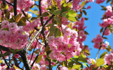 Картинка цветы сакура +вишня ветка