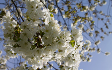 Картинка цветы сакура +вишня ветка вишня