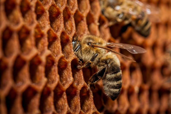 Обои картинки фото животные, пчелы,  осы,  шмели, соты, пчёлы, макро