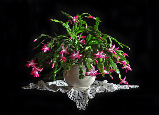 Картинка цветы кактусы шлюмбергера декабрист цветение растения красота домашние зигокактус