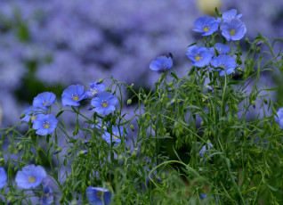 Картинка цветы голубые ленок синие