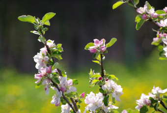 Картинка цветы цветущие+деревья+ +кустарники весна яблони