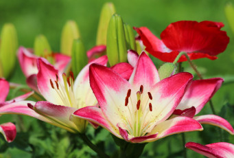 Картинка цветы лилии +лилейники лето дача красота цветение природа лилия