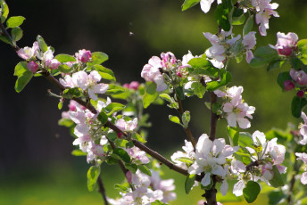 Картинка цветы цветущие+деревья+ +кустарники весна яблони