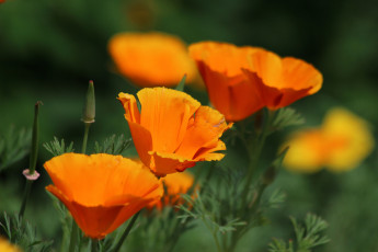 Картинка цветы эшшольция+ калифорнийский+мак эшшольция цетение природа лето красота дача
