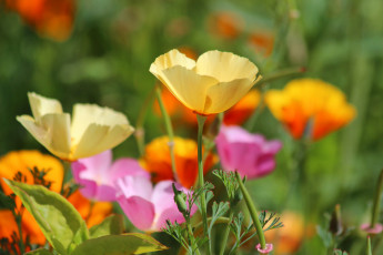 Картинка цветы эшшольция+ калифорнийский+мак лето природа дача эшшольция цветение