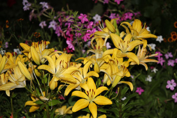 Картинка цветы лилии +лилейники душистый табак вечер лето июль