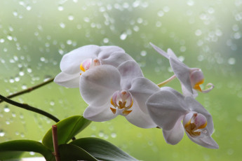 обоя цветы, орхидеи, фаленопсис, орхидея, лето, красота, дом, дождь, цветение