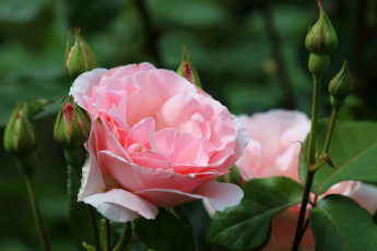 Картинка цветы розы дача цветение роза лето красота природа
