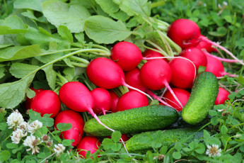 Картинка еда овощи вкусно огурец редис лето витамины красота дача