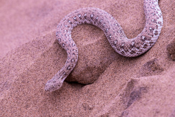 Картинка животные змеи +питоны +кобры песок опасна окрас змея