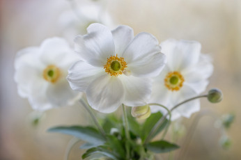 Картинка цветы белые букет фон
