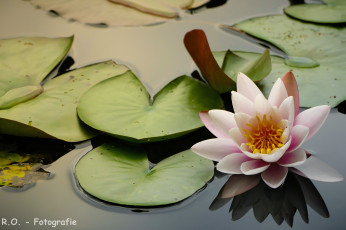 Картинка цветы лилии+водяные +нимфеи +кувшинки цветок