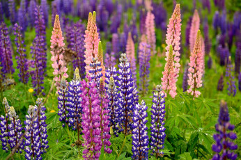 Картинка цветы люпин цветки цветение природа поле фиолетовый