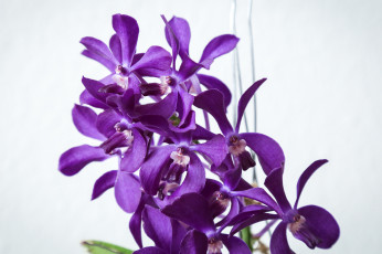 обоя цветы, орхидеи, цветение, flowering, orchids, flowers