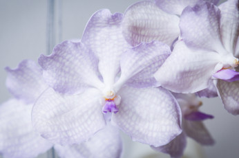 Картинка цветы орхидеи цветение orchids flowering flowers
