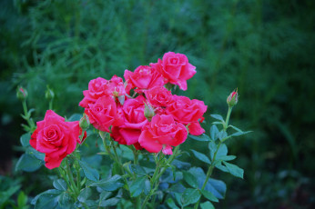 Картинка цветы розы лето июль