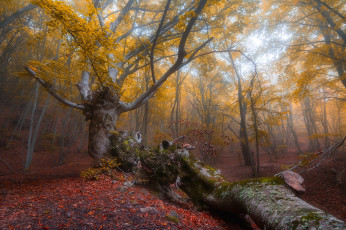 Картинка природа лес сорокин олег буковый демерджи крым