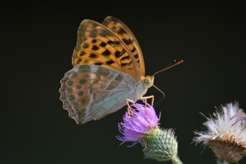 Картинка животные бабочки +мотыльки +моли бабочка