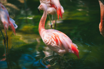 обоя животные, фламинго, ртица, перья, розовый, вода