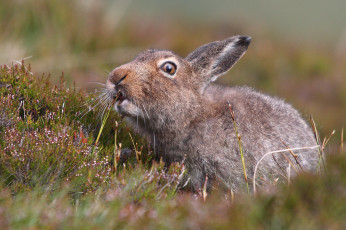 Картинка животные кролики +зайцы природа цветы забавный трава уши заяц поле