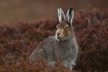 Картинка животные кролики +зайцы трава поле заяц природа цветы забавный уши