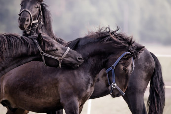 Картинка животные лошади handsome animal horse красавцы животное