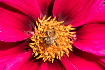 обоя животные, пчелы,  осы,  шмели, пыльца, пчела, сбор, цветок