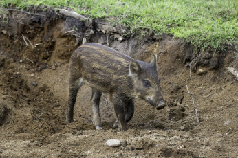 Картинка животные свиньи +кабаны милое животное окрас хрюша