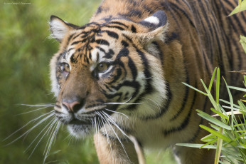 Картинка животные тигры котёнок тигрёнок взгляд кошка тигр амурский мох камень