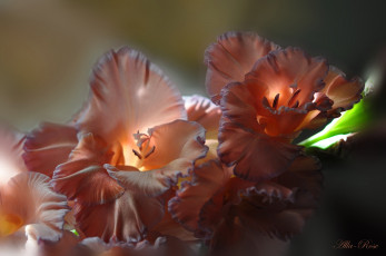 Картинка цветы гладиолусы красиво