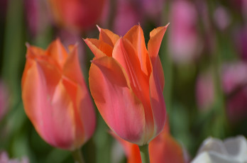 Картинка цветы тюльпаны весна природа