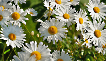 Картинка цветы ромашки природа лето цветение белая ромашка