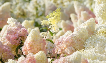 Картинка цветы гортензия лето город рига