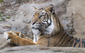 Картинка животные тигры кошка отдых амурский тигр
