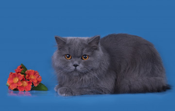 Картинка животные коты кот цветы серый порода британец