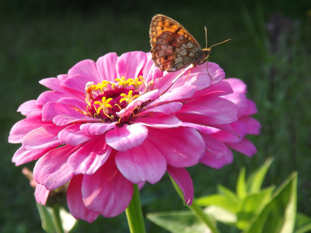 Обои картинки фото животные, бабочки,  мотыльки,  моли, цветы, август, бабочка