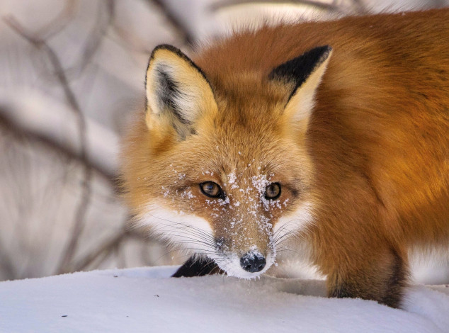 Обои картинки фото животные, лисы, рыжая, лиса, снег, морда, зима