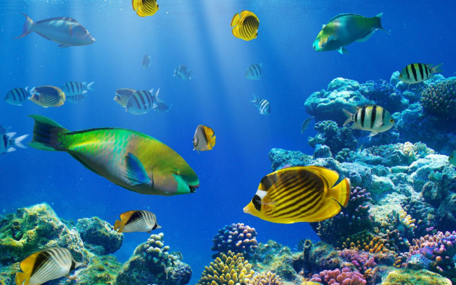 Обои картинки фото животные, рыбы, кораллы, камни, рыбки