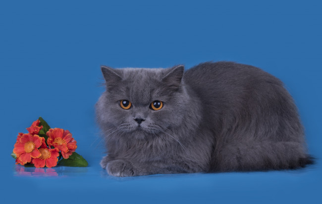 Обои картинки фото животные, коты, кот, цветы, серый, порода, британец