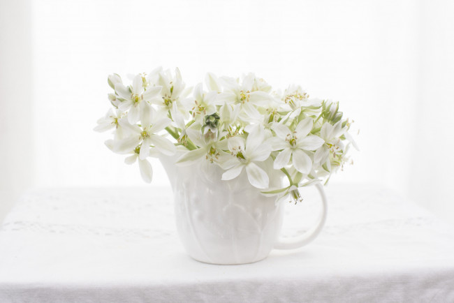 Обои картинки фото цветы, белый, ваза, цветение