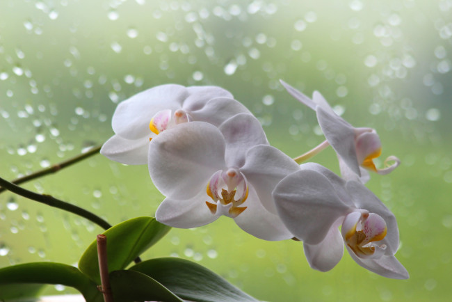 Обои картинки фото цветы, орхидеи, фаленопсис, орхидея, лето, красота, дом, дождь, цветение