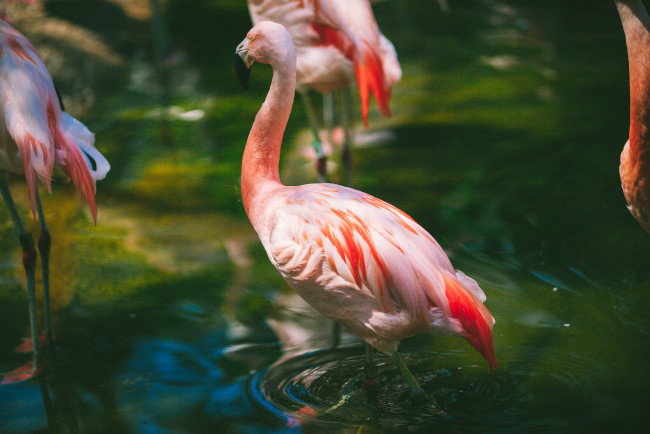 Обои картинки фото животные, фламинго, ртица, перья, розовый, вода
