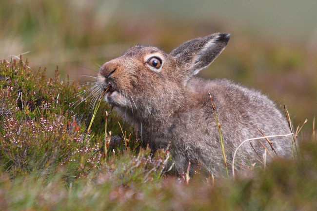 Обои картинки фото животные, кролики,  зайцы, природа, цветы, забавный, трава, уши, заяц, поле