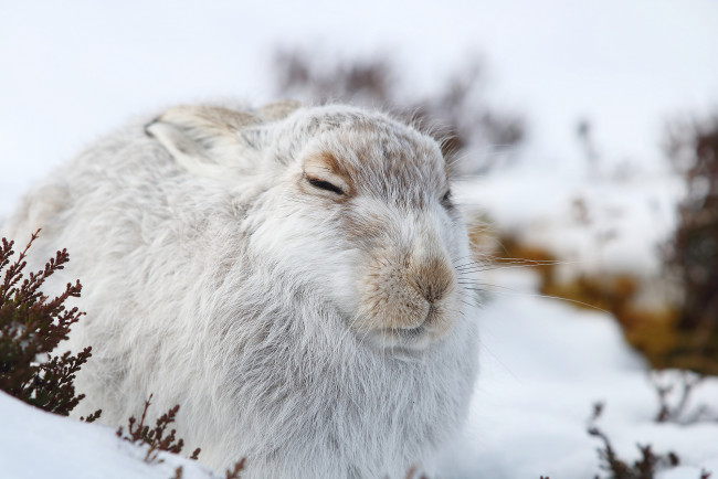 Обои картинки фото животные, кролики,  зайцы, спит, белый, природа, снег, зима, заяц