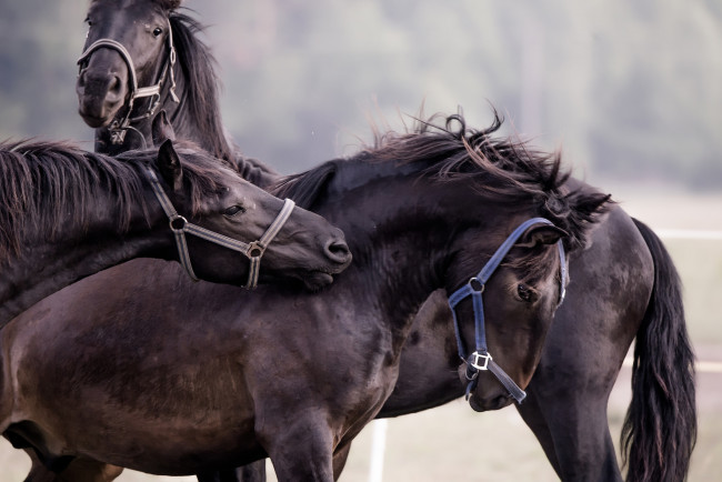 Обои картинки фото животные, лошади, handsome, animal, horse, красавцы, животное