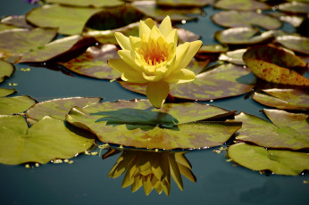 Картинка цветы лилии+водяные +нимфеи +кувшинки лилия желтая