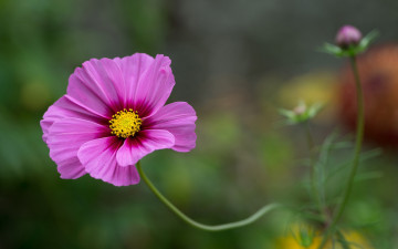 Картинка цветы космея розовая