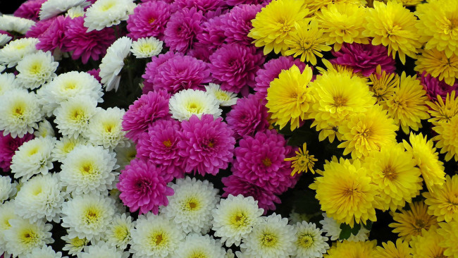 Обои картинки фото цветы, хризантемы, белые, розовые, желтые