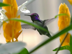 Картинка costa hummingbird животные колибри